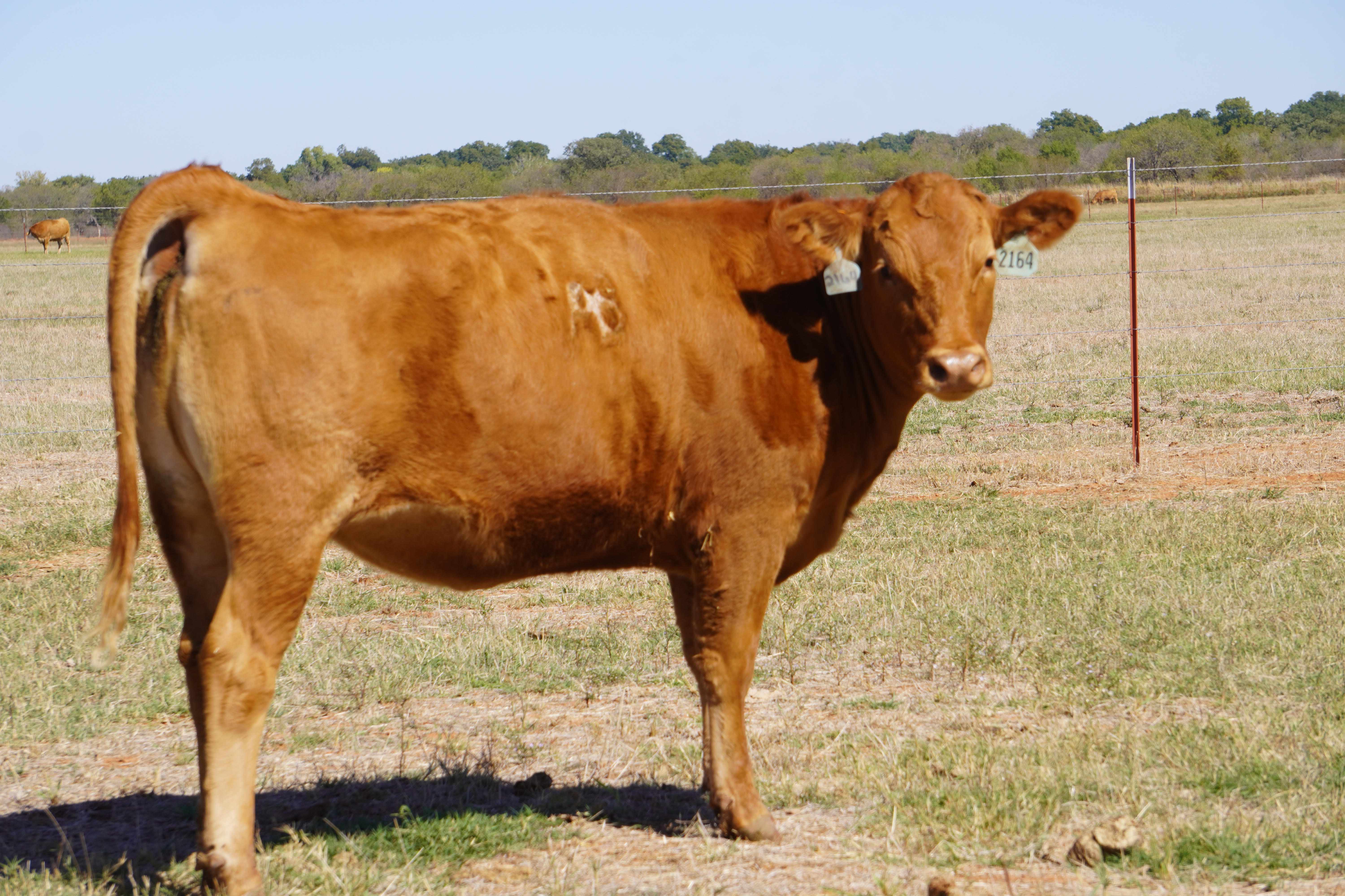 ABN RANCH 2164K ET Pure-Bred Akaushi